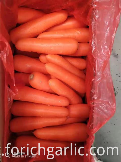 Fresh Carrot New 2019